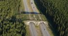 Researchers discover secret of building a better wildlife overpass