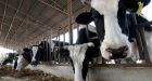 China says it cloned 3 'super cows'
