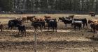 Extreme drought makes cattle farmers thin herds, could cause future supply problems