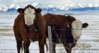 Japan to resume imports of Canadian processed beef, 20 years after mad cow disease