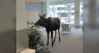 Moose munches on lobby plants in Alaska: Photos