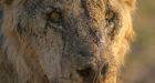 Kenya's oldest wild lion killed by herders