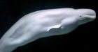 Beluga whale spotted off the Swedish coast previously accused of spying for Russia