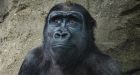 Toronto Zoo Wants Visitors To Stop Showing Its Gorilla Videos From Phone Because...