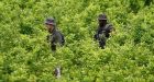 Biden administration suspends monitoring of Colombian coca crops