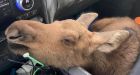 B.C. man fired from job after saving moose calf on the highway