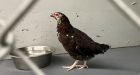 3 teens suspected of animal abuse in Coquitlam, police seeking pet chicken’s owner