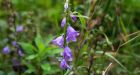 Meet the deceptively pretty creeping bellflower, and the gardeners on a mission to kill it