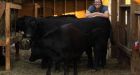 Canadian farmers take precautions as bird flu outbreaks hit U.S. dairy cattle