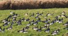 Concern grows as bird flu spreads further in US cows: 32 herds in 8 states