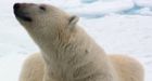 'Fingerprinting' polar bears shows climate pressure