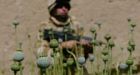 UK's new Afghanistan plan: pay farmers to ditch opium
