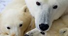 Study: Canada failing polar bears