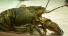 Pesticides could be killing lobster larvae