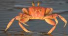 Crab, once a nuisance, is king after 40 years