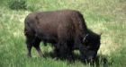 Healthy bison herd eludes Yukon hunters