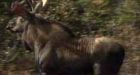 Moose mystery confounds wildlife officers