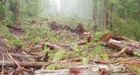 Old-growth logging plan sparks war-in-woods threat