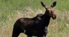 Deerfoot moose killing draws fire from animal rights group