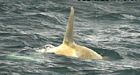 White orca spotted in Alaska's Aleutian Islands