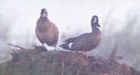Oil spill from suspended well affects some wildlife on CFB Suffield