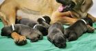 Woman thrilled with puppies cloned from late pet