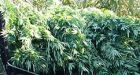 Police bust largest grow-op in Canadian history