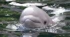 What would you name a baby beluga?