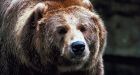 Grizzly count worries expert