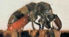 Pine beetles could be new source of antibiotics