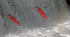 Study shows more salmon survive West's dammed rivers