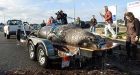 Huge elephant seal washes up in Georgia Strait