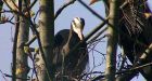 West Coast Herons face mysterious threat to chicks