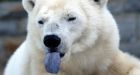 Japanese zoo stymied by basic biology