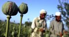 Taliban raked in $470M US from opium trade in 2008