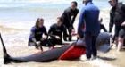 Eighty whales stranded off Australian coast