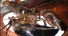 NY eatery frees ancient lobster