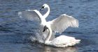 Is lead from shotgun pellets poisoning B.C.'s swans?