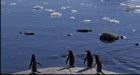 Emperor penguins face extinction