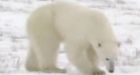 Northerners search for 'third way' on polar bear conservation