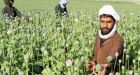 Canadian troops could soon target Afghan drug trade