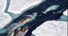'Arctic unicorns' in icy display