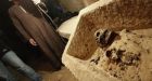 Egypt unveils perfectly preserved ancient mummy