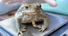 Thousands of toxic toads killed in Australian fest