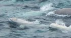 Migrating whales an unexpected sight off northern Newfoundland