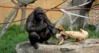 Zoo says gorilla didn't intend to start a knife fight