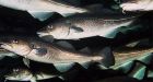 Fish stocks recovering from overfishing