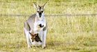 Rare twin wallabies tussle for pouch space