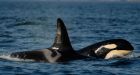 New rules may help killer whales, hurt watchers