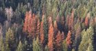 Pine Beetles, debris fueling wildfires in B.C.